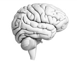 Study reveals extensive postnatal neuronal migration in human entorhinal cortex