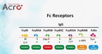 Fc receptor proteins for research and development