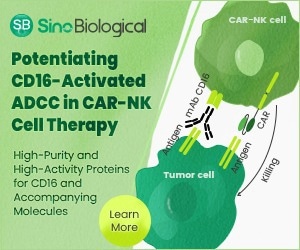Potentiated CD16 activated ADCC CAR-NK cells