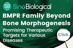 Bone Morphogenetic Protein Receptor (BMPR) family