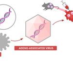 Evaluating transgene delivery in human organoid models to select AAV capsids