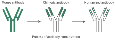 Humanization services for mouse monoclonal antibodies